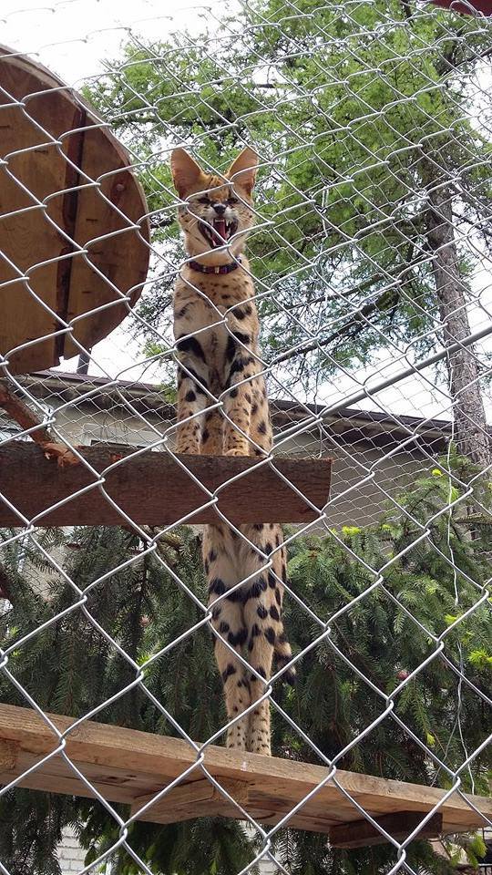 luxery pets
