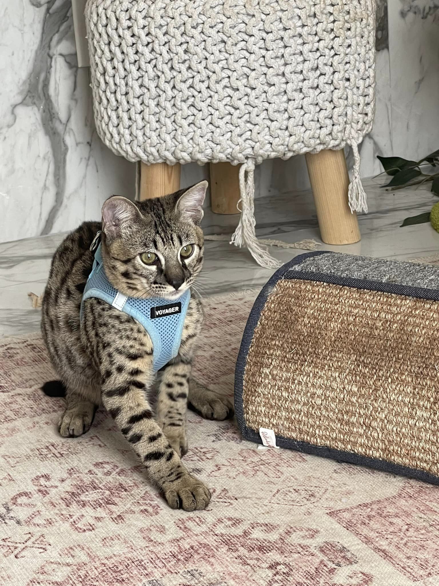 luxery pets