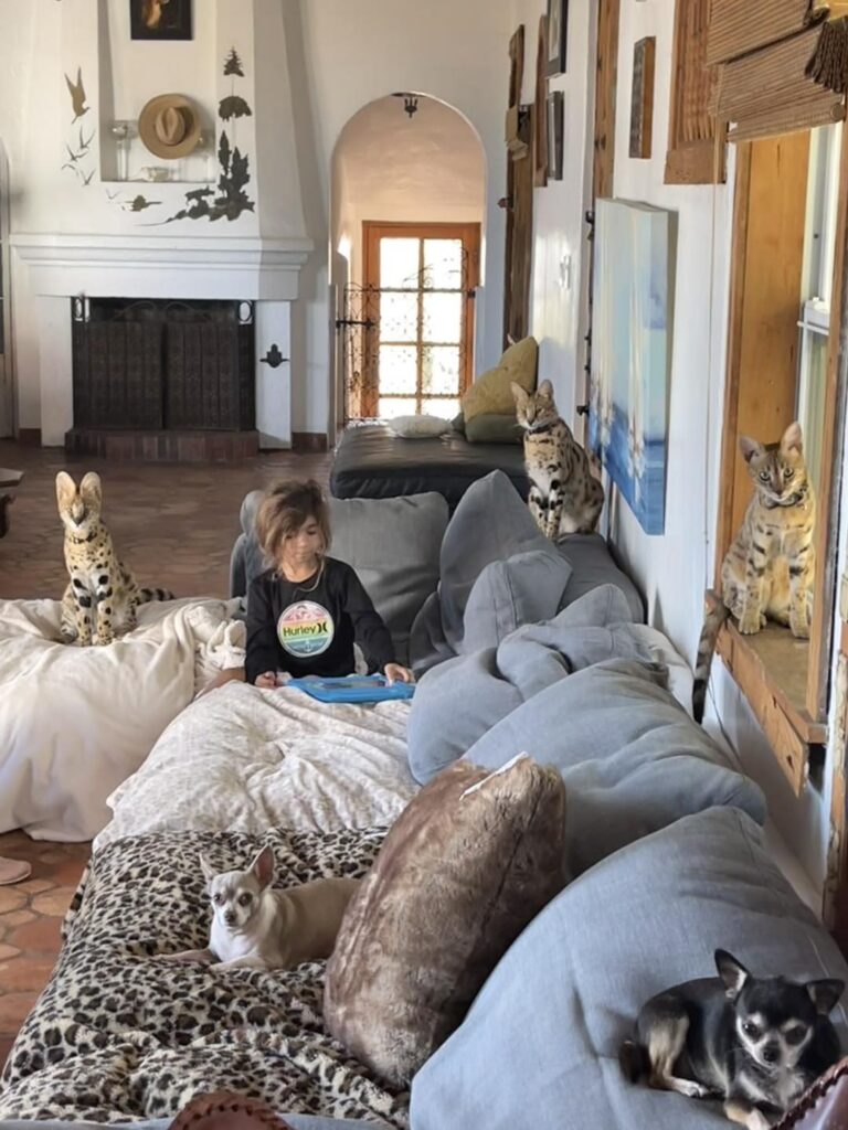 luxery pets