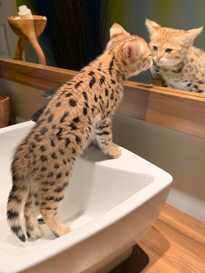 luxery pets
