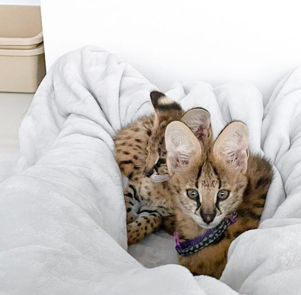 luxery pets