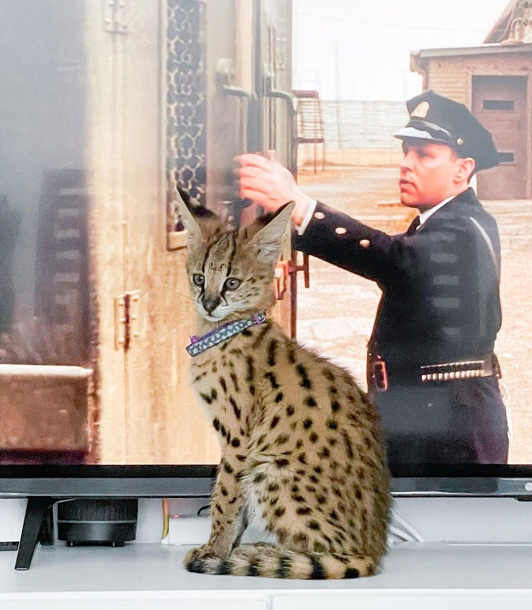 luxery pets