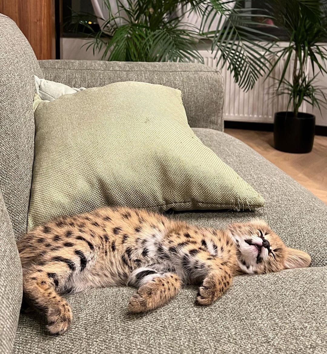 luxery pets