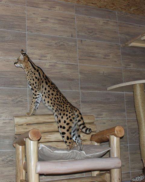 luxery pets