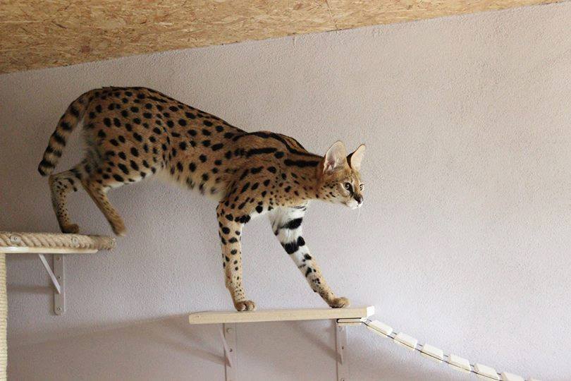 luxery pets