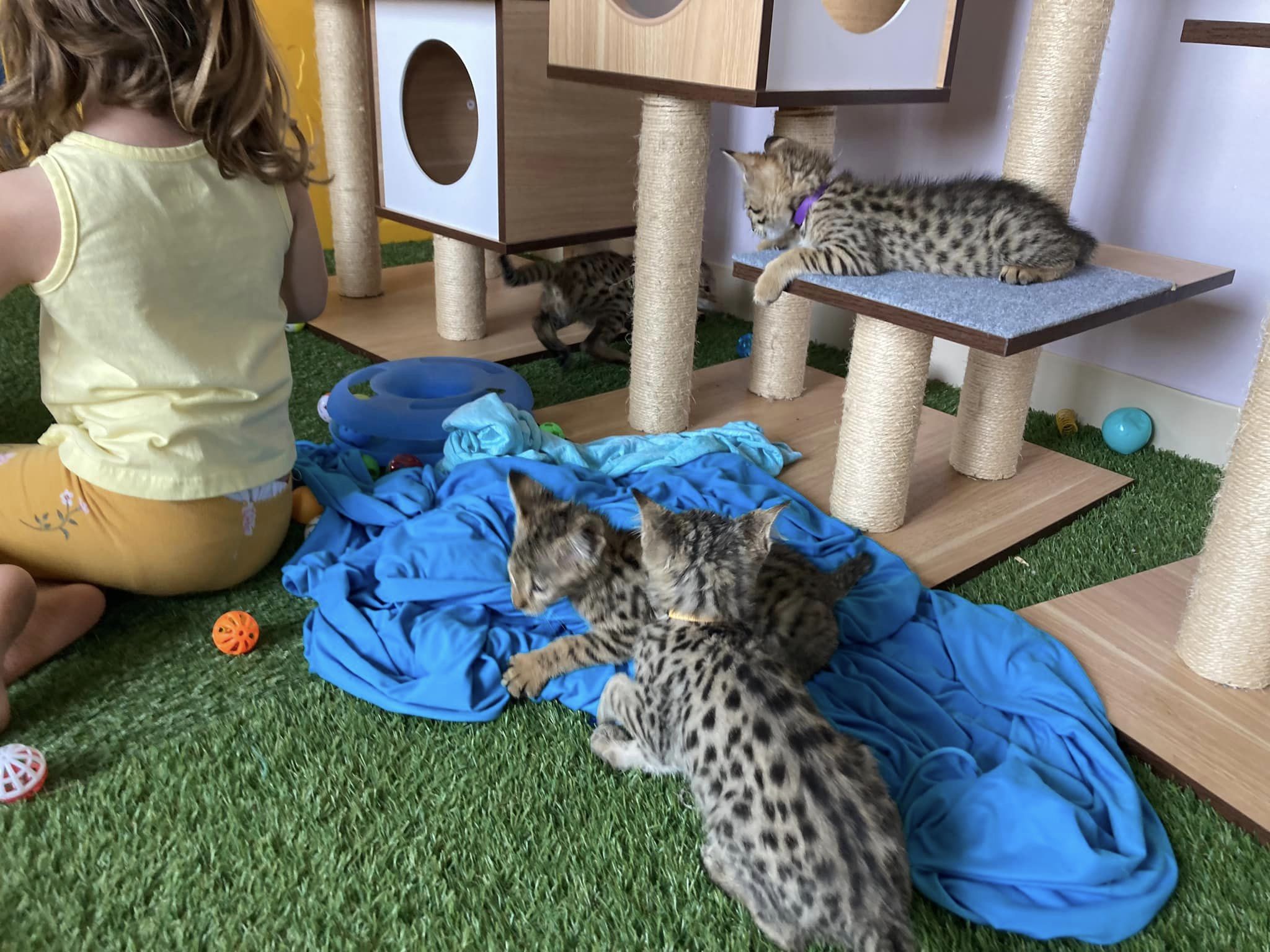 luxery pets