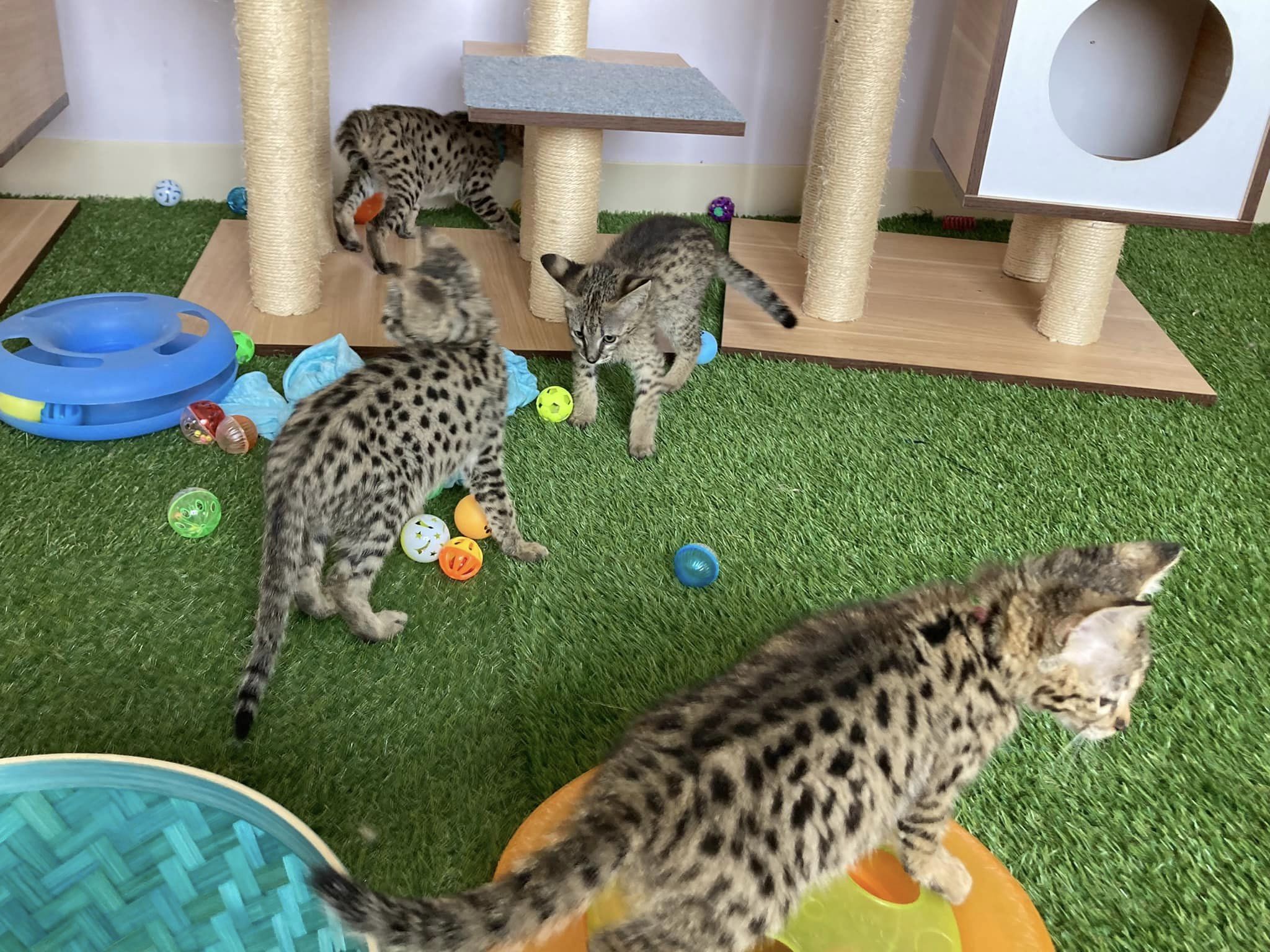 luxery pets