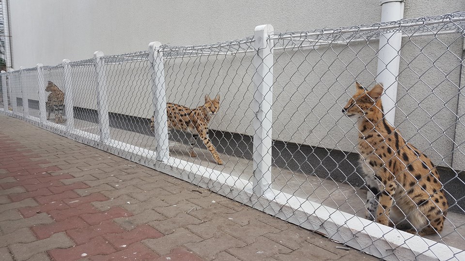 luxery pets