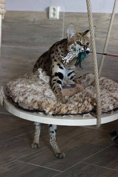 luxery pets