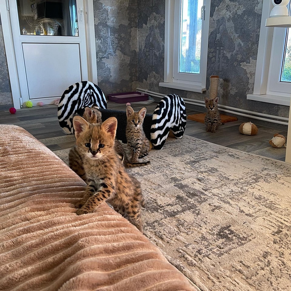 luxery pets