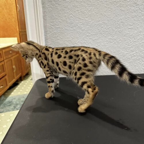 Are F4 Savannah cats good pets