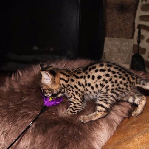 Exotic F4 Savannah cats for sale