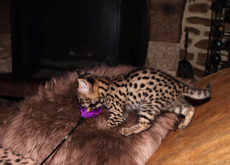Exotic F4 Savannah cats for sale