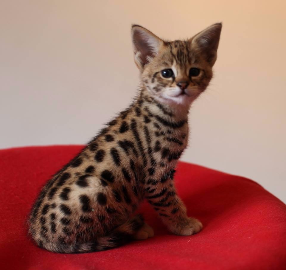 Exotic F4 Savannah cats for sale