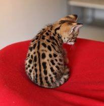 Exotic F4 Savannah cats for sale