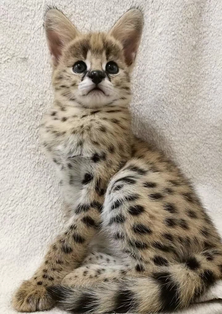 hand-raised Serval kittens