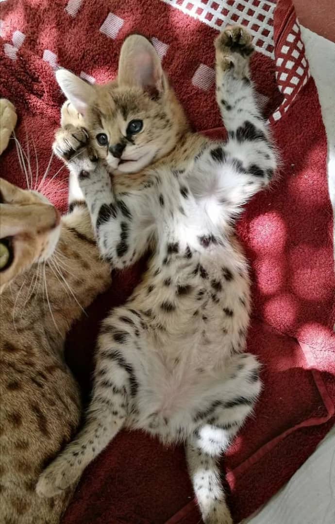 hand-raised Serval kittens