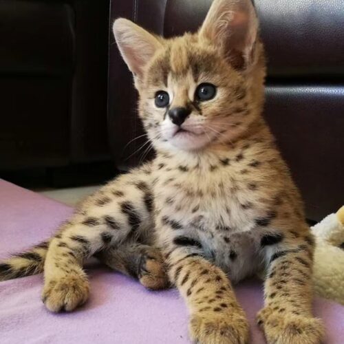 hand-raised Serval kittens