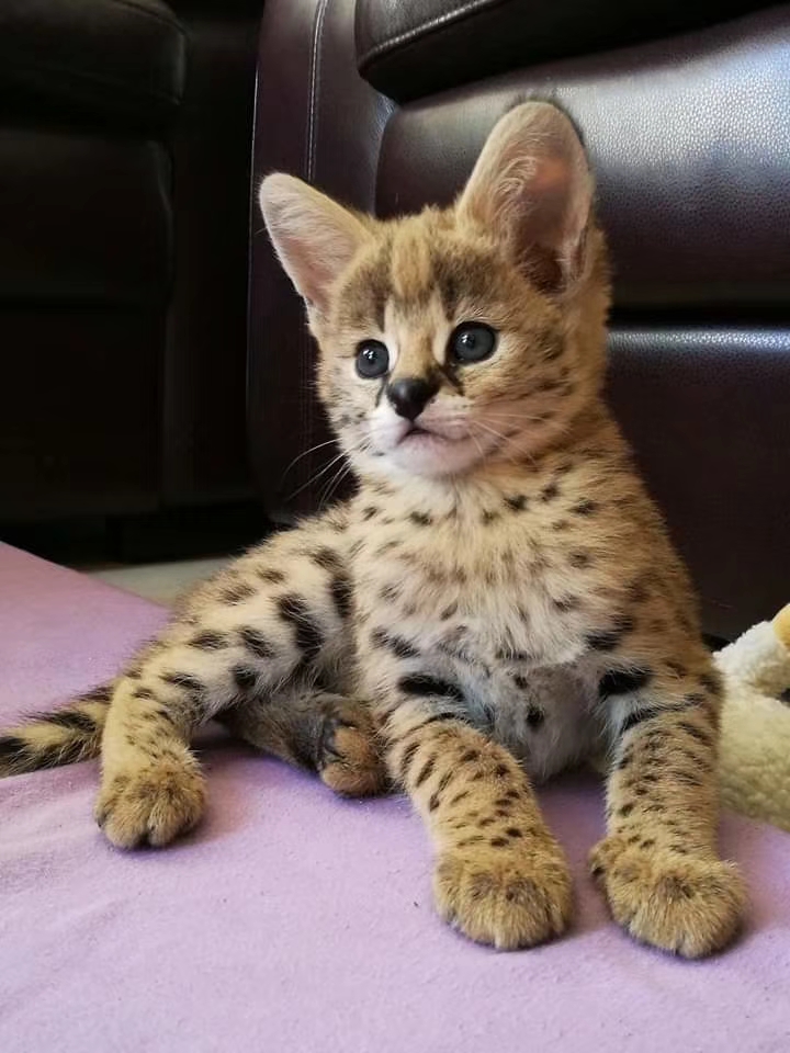 hand-raised Serval kittens