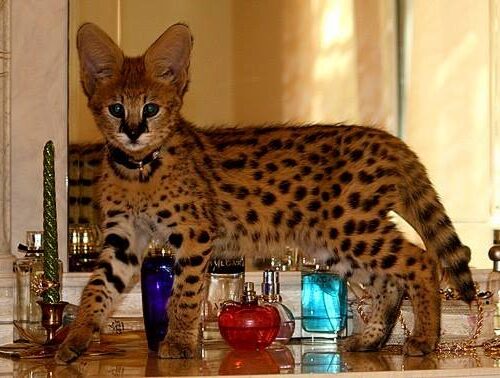 F3 Savannah kitten temperament and behavior