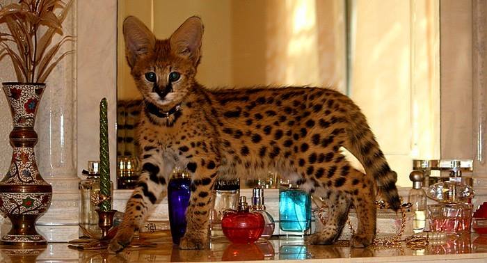 F3 Savannah kitten temperament and behavior