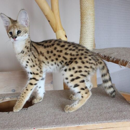 F2 Savannah cat size and appearance
