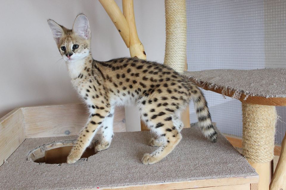 F2 Savannah cat size and appearance