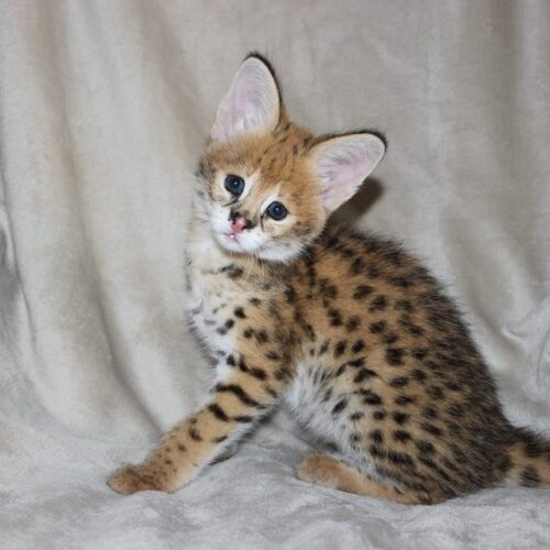 F2 Savannah cat legal states 2026