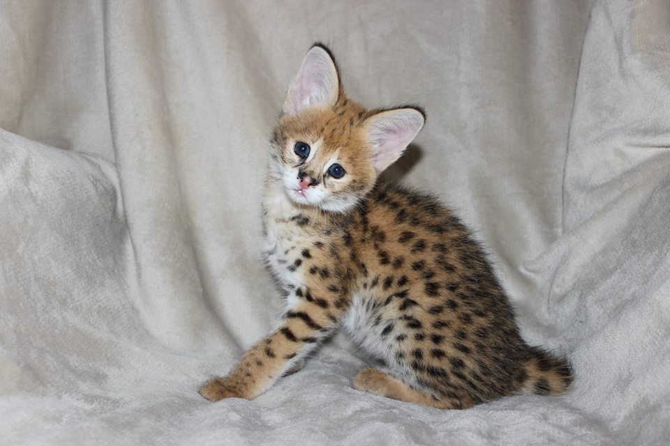 F2 Savannah cat legal states 2026