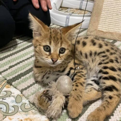 TICA registered F2 Savannah breeder