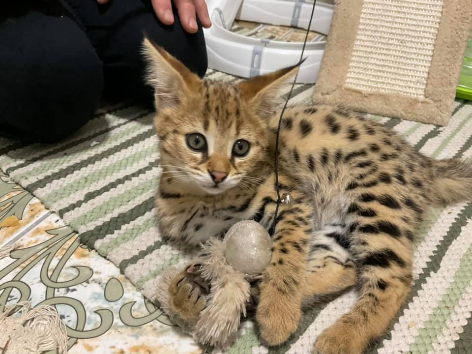 TICA registered F2 Savannah breeder