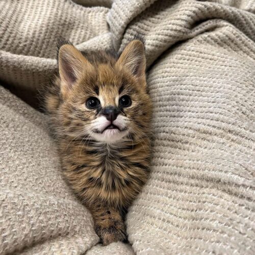 Exotic African Serval Kittens for Sale