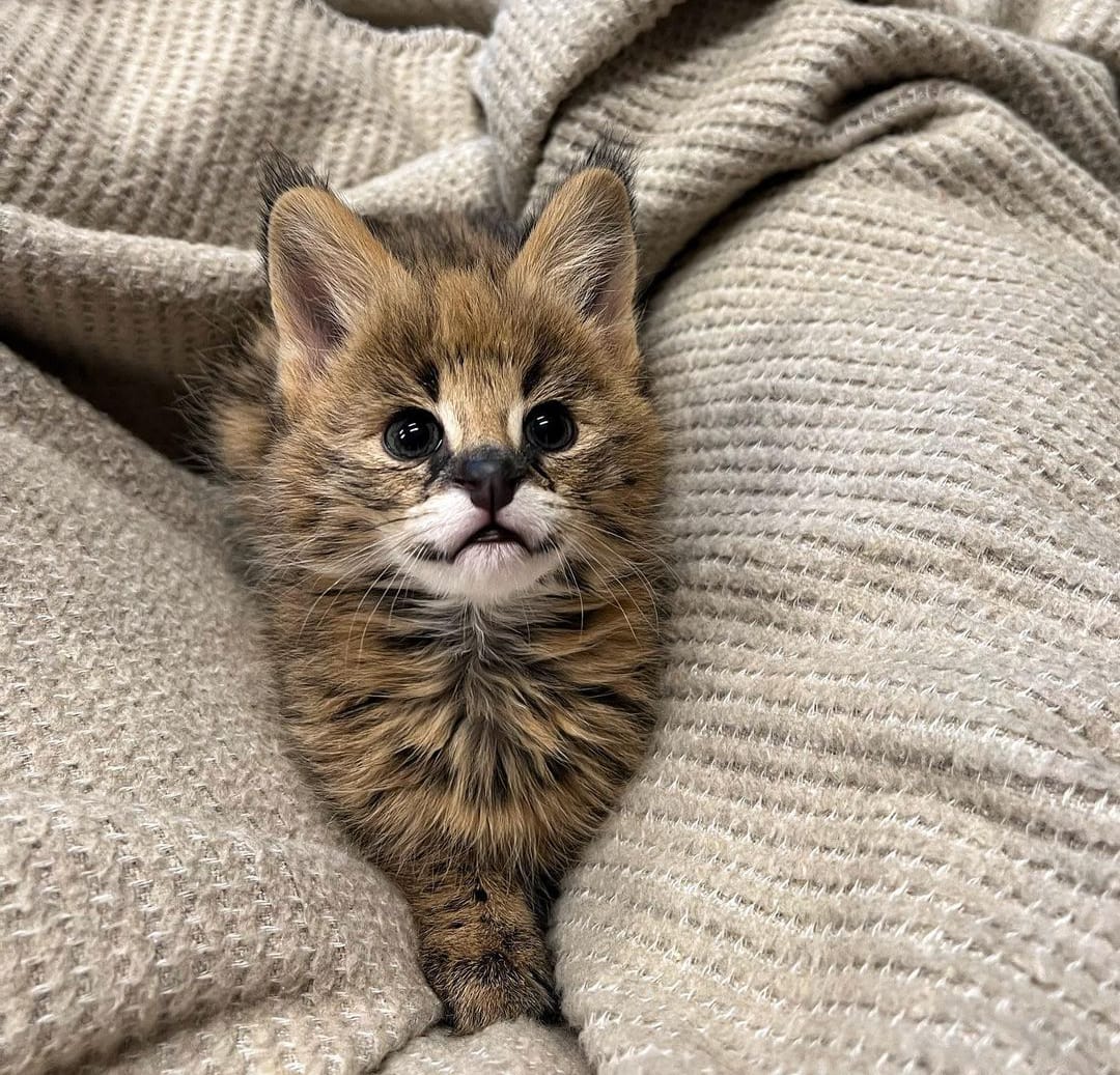 Exotic African Serval Kittens for Sale