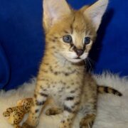 African Serval Kittens for Sale