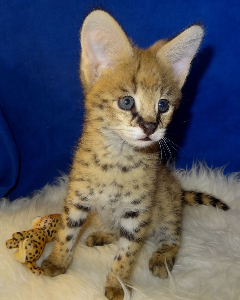 African Serval Kittens for Sale