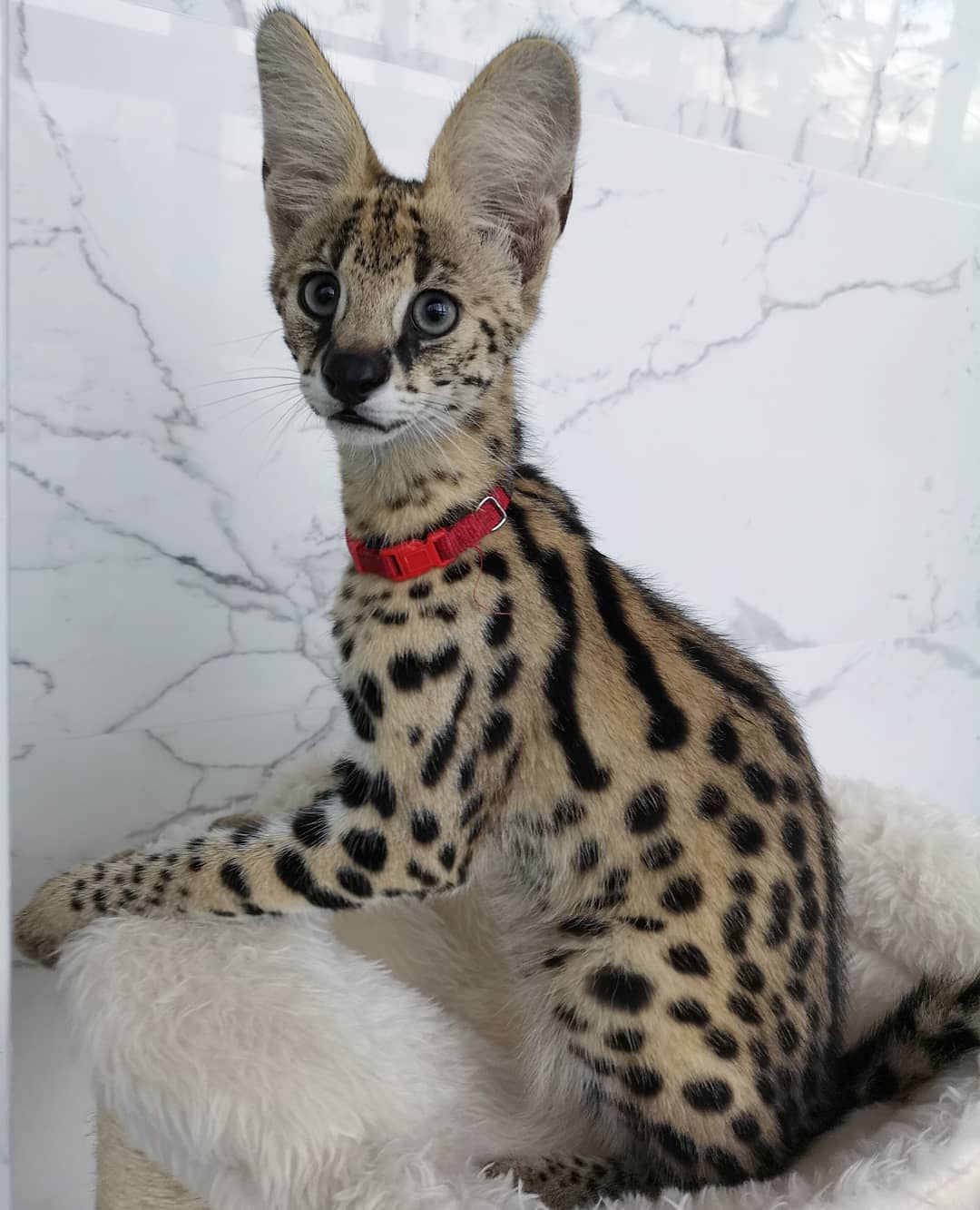 serval cat personality
