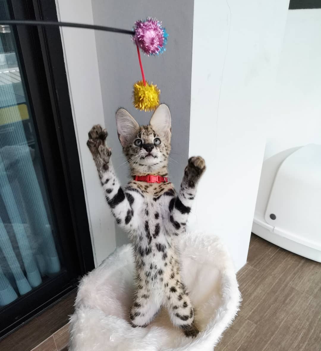 serval cat personality