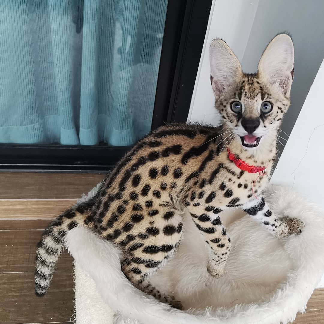 serval cat personality