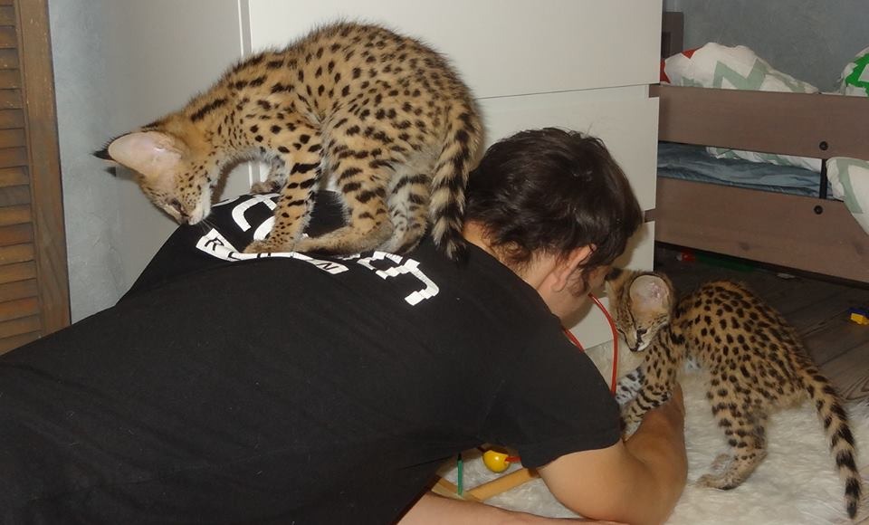 Healthy serval kittens