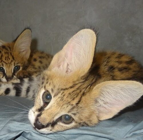 Healthy serval kittens