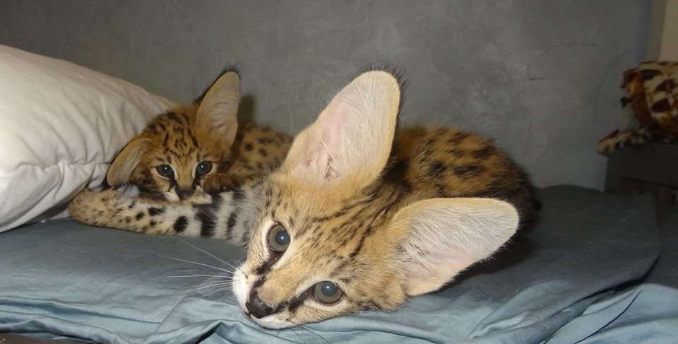 Healthy serval kittens