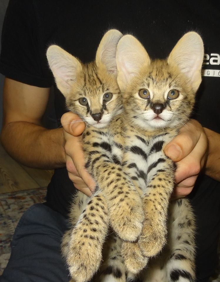 Healthy serval kittens