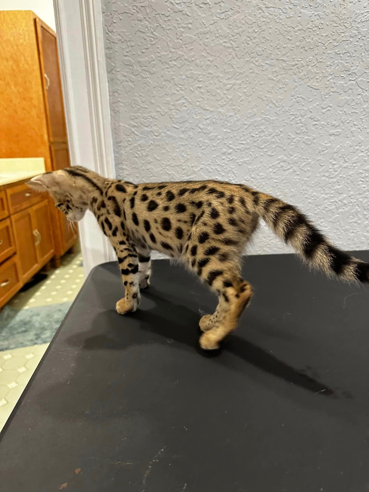 Exotic serval kitten temperament