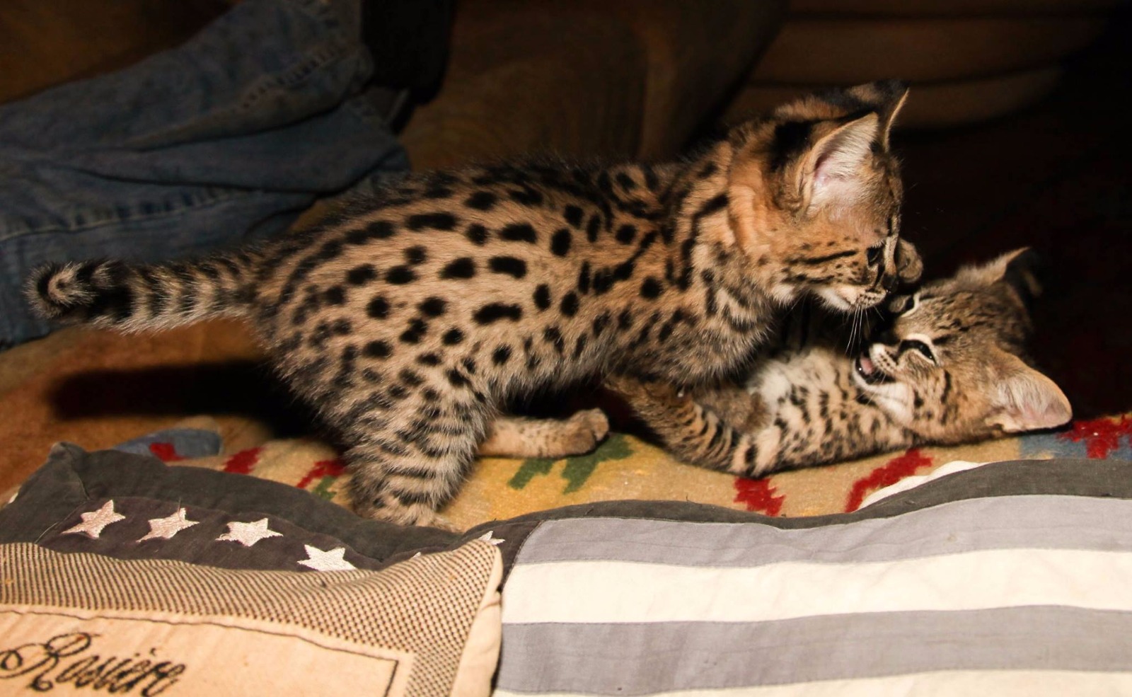 luxery pets