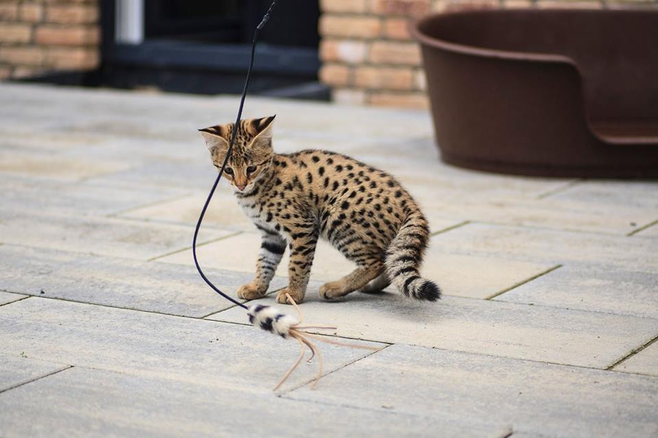 luxery pets
