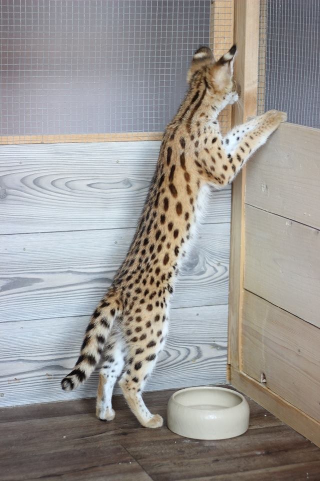 luxery pets