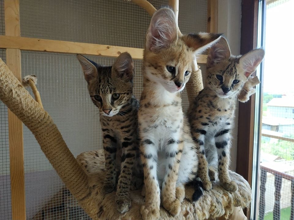 luxery pets