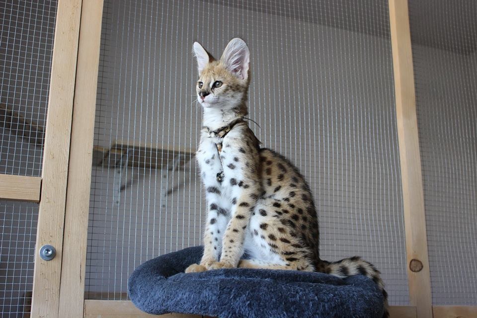 luxery pets