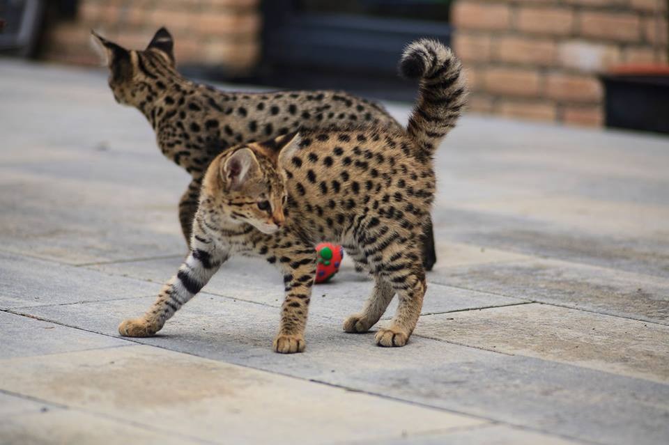 luxery pets