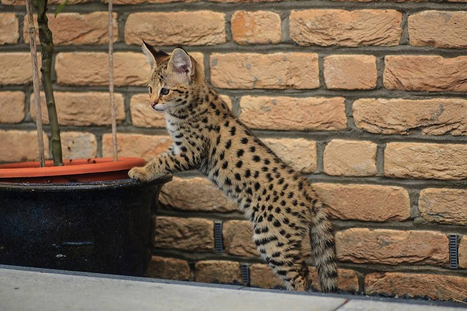 luxery pets